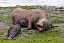 Bertha and elephant seal pup
