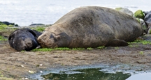 Bertha and elephant seal pup