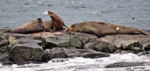 elephant seal birth at Race Rocks