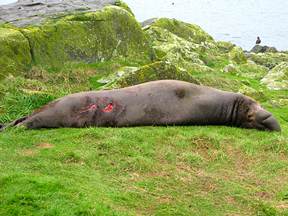 Elephant seal injury from fighting