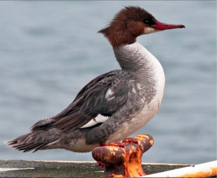 Common Merganser female