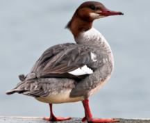 Common Merganser female
