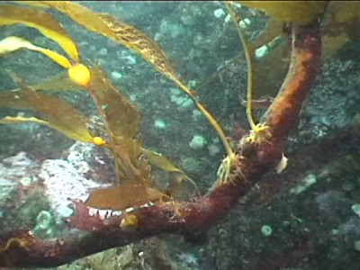 Nereocystis luetkeana Bull Kelp Race Rocks Ecological Reserve