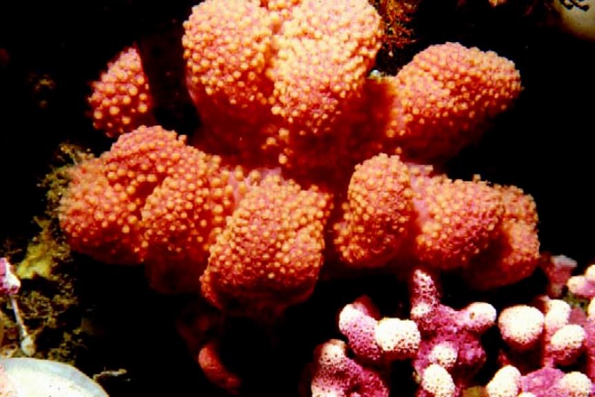 Gersemia rubiformis: Sea strawberry–The Race Rocks Taxonomy | Race ...