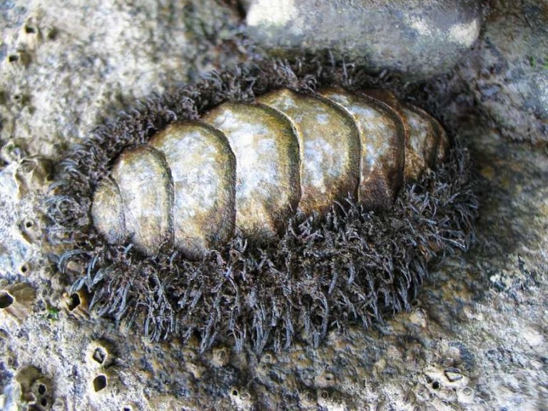 Mopalia mucosa: Mossy chiton | Race Rocks Ecological Reserve-