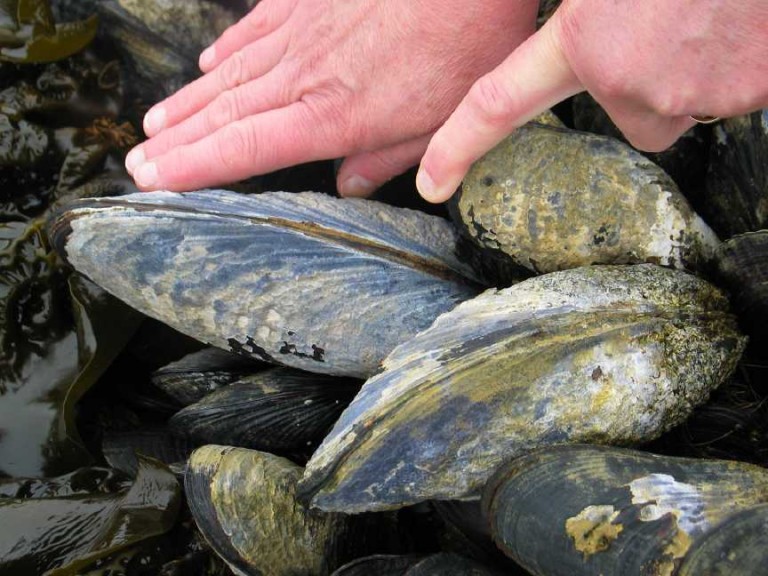 Mytilus californianus California Mussel Race Rocks Ecological Reserve
