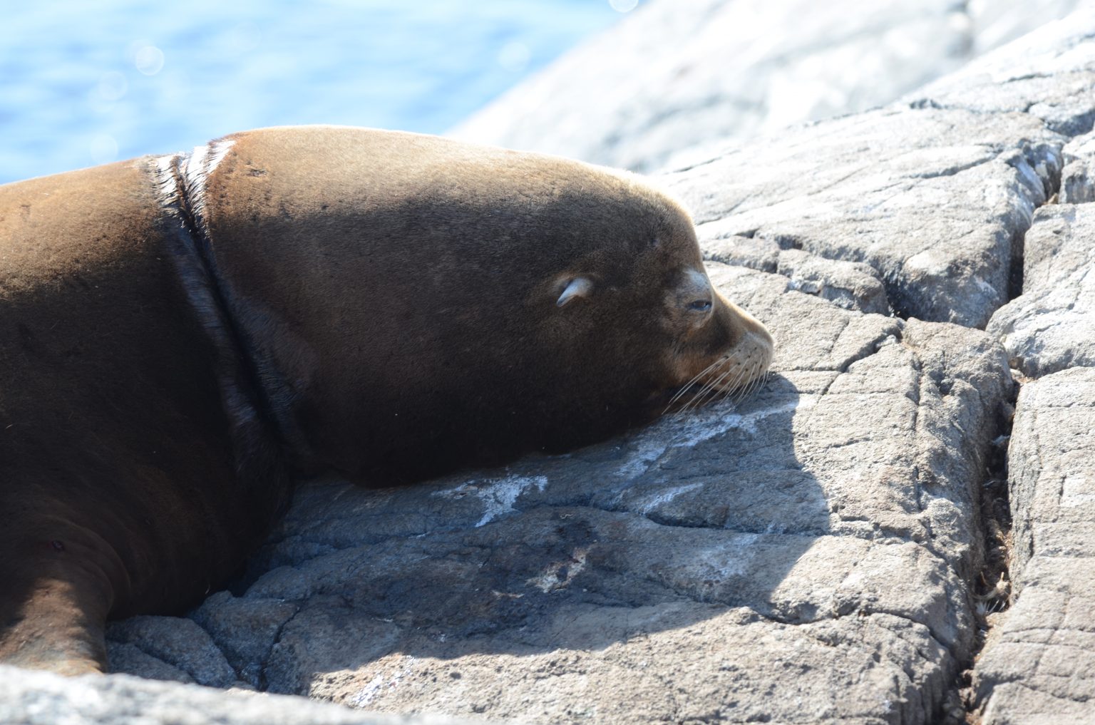 Successful Sea Lion Rescue! | Race Rocks Ecological Reserve-