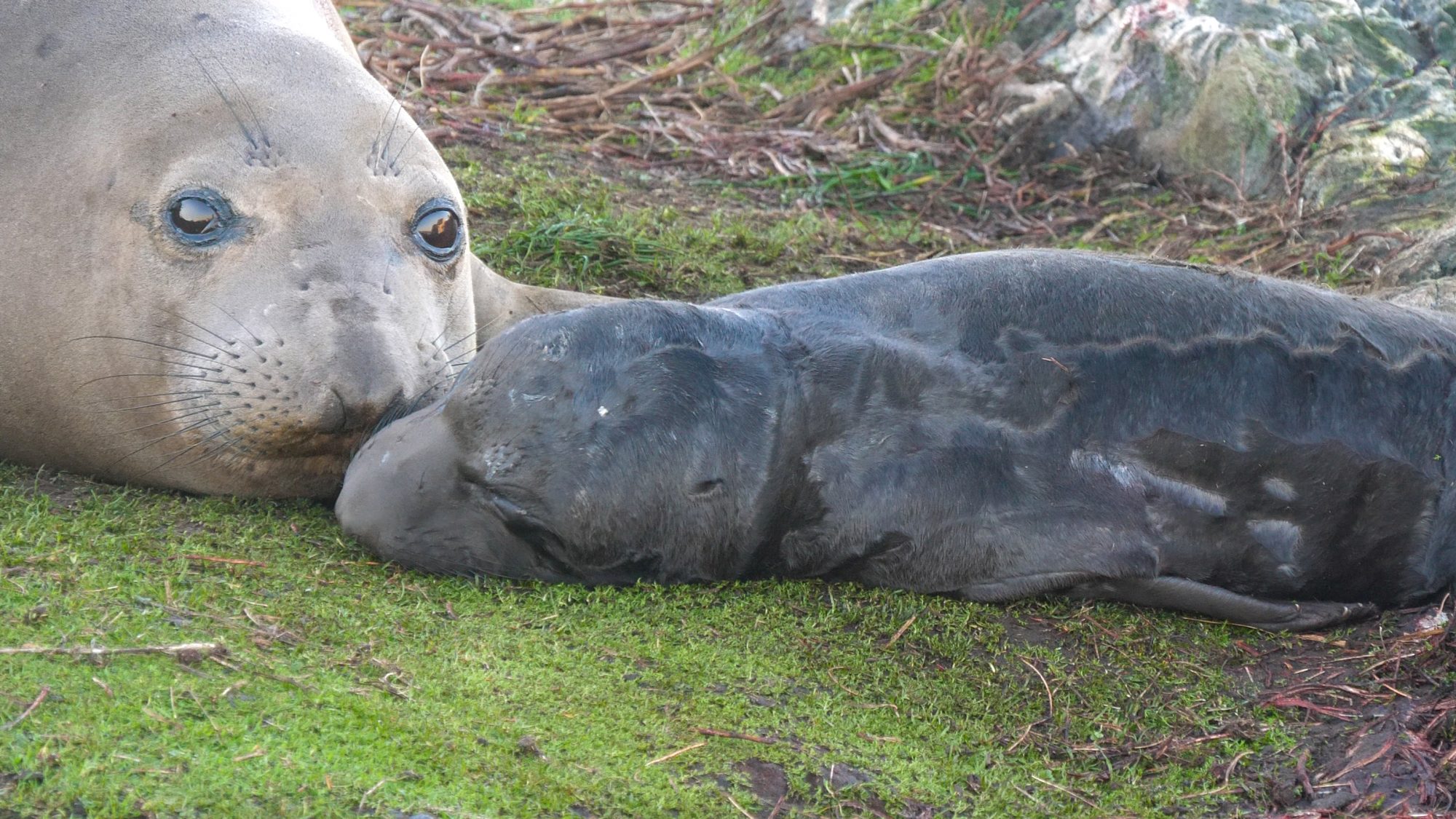 Baby Elephant Seal for the Holidays | Race Rocks Ecological Reserve-