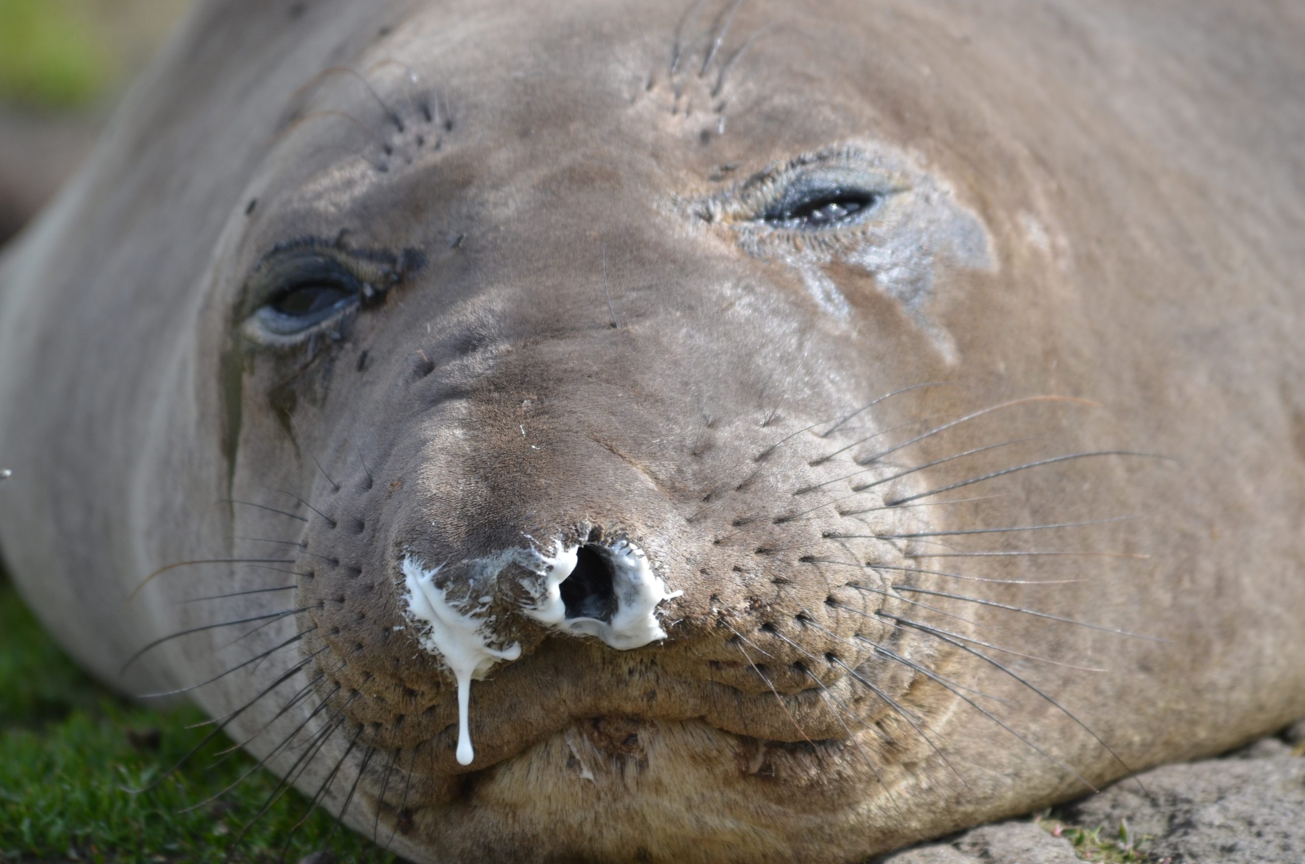 Female elephant seal | Race Rocks Ecological Reserve-