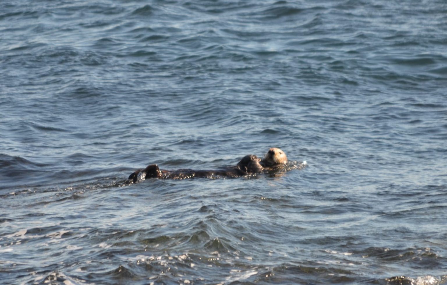 Sea otter Race Rocks Ecological Reserve