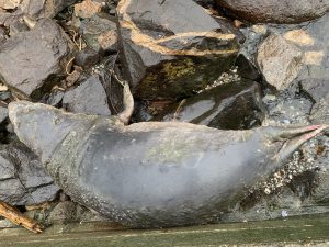 Injured young Elephant Seal (~1m long), orange tag #X351
