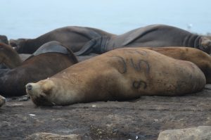 Branded sea lions seen at Race Rocks between September 01 and 15th 2025