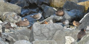 Short-billed Dowitcher